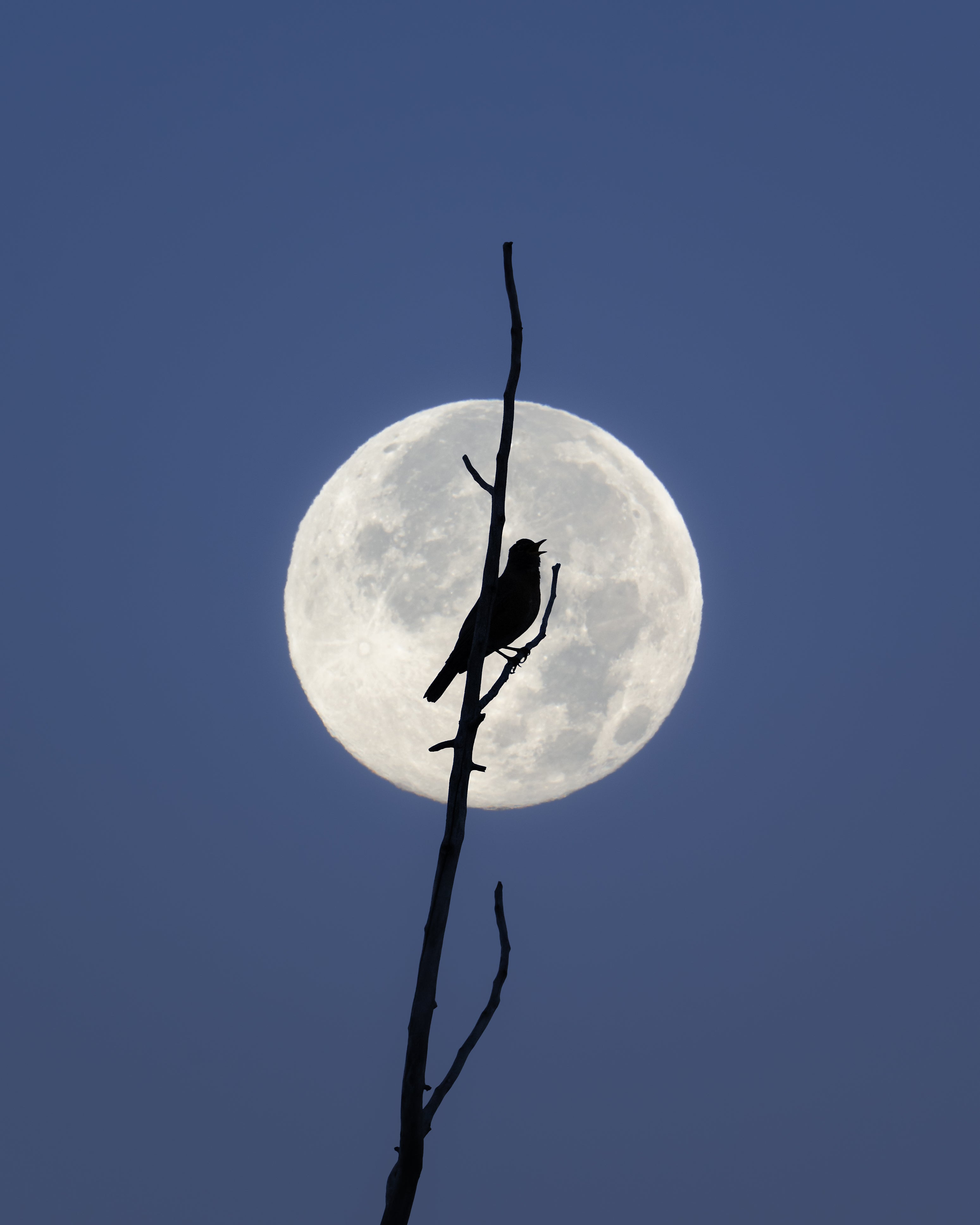 Nocturne