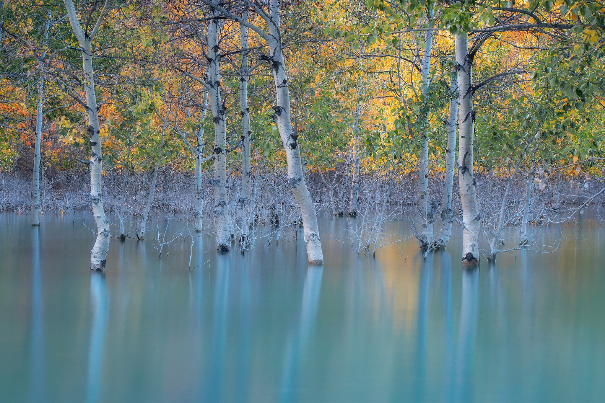 Abraham Lake Aspen Trees Autumn Reflection Alberta - Fine Art Print by James Andrew