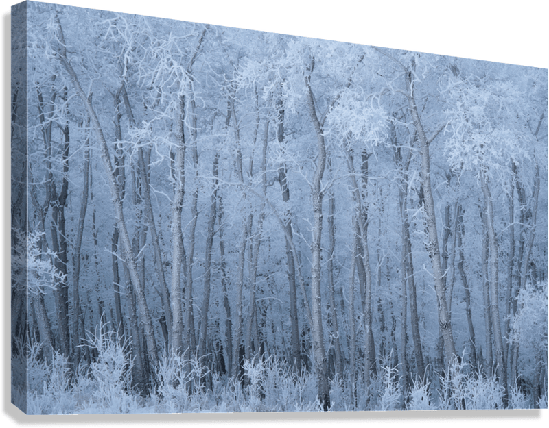 Deep Winter - James Andrew Fine Art Landscapes