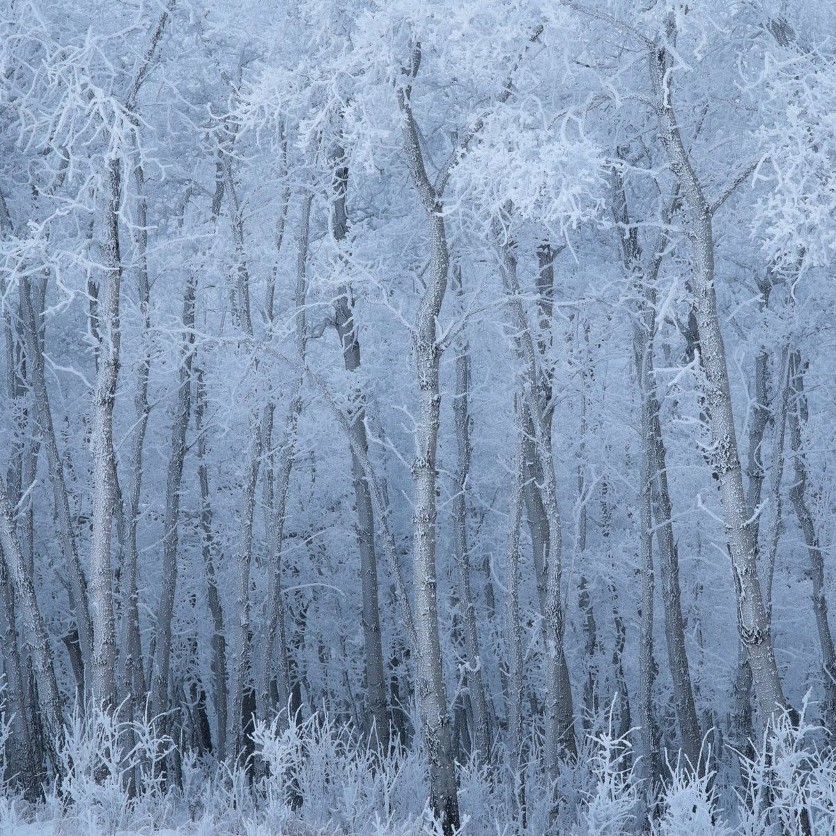 Deep Winter - James Andrew Fine Art Landscapes