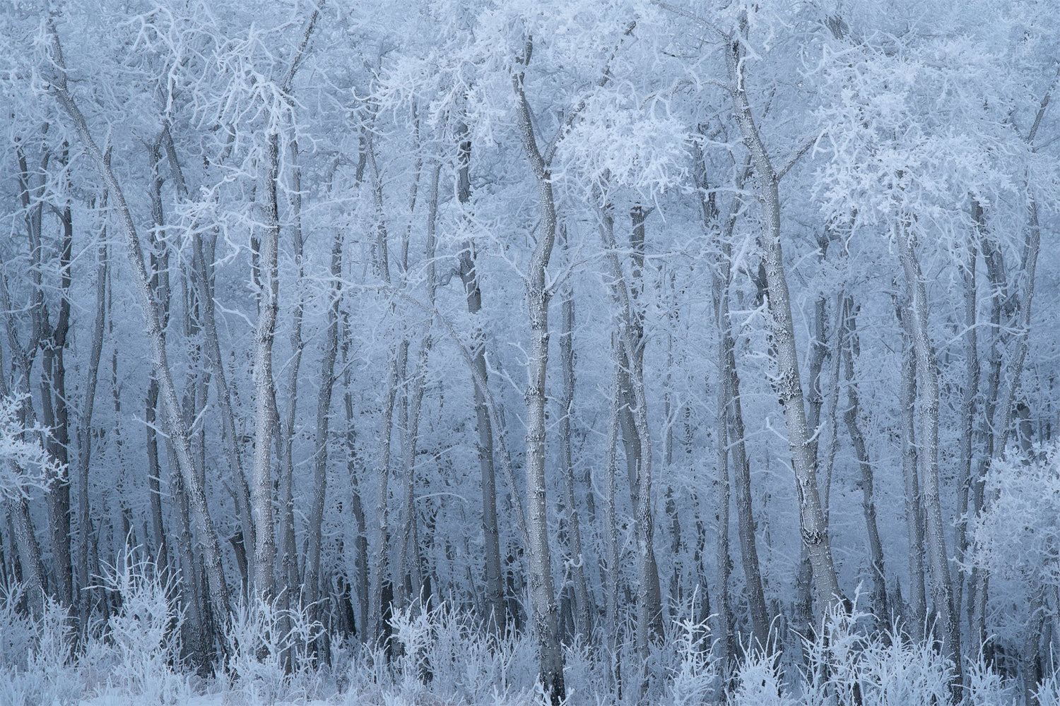 Deep Winter - Acrylic Print - James Andrew Fine Art Landscapes