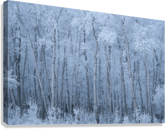 Deep Winter - Floating Frame Canvas - James Andrew Fine Art Landscapes