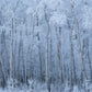 Deep Winter - Floating Frame Canvas - James Andrew Fine Art Landscapes