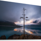 The Lone Tree - Floating Frame Canvas