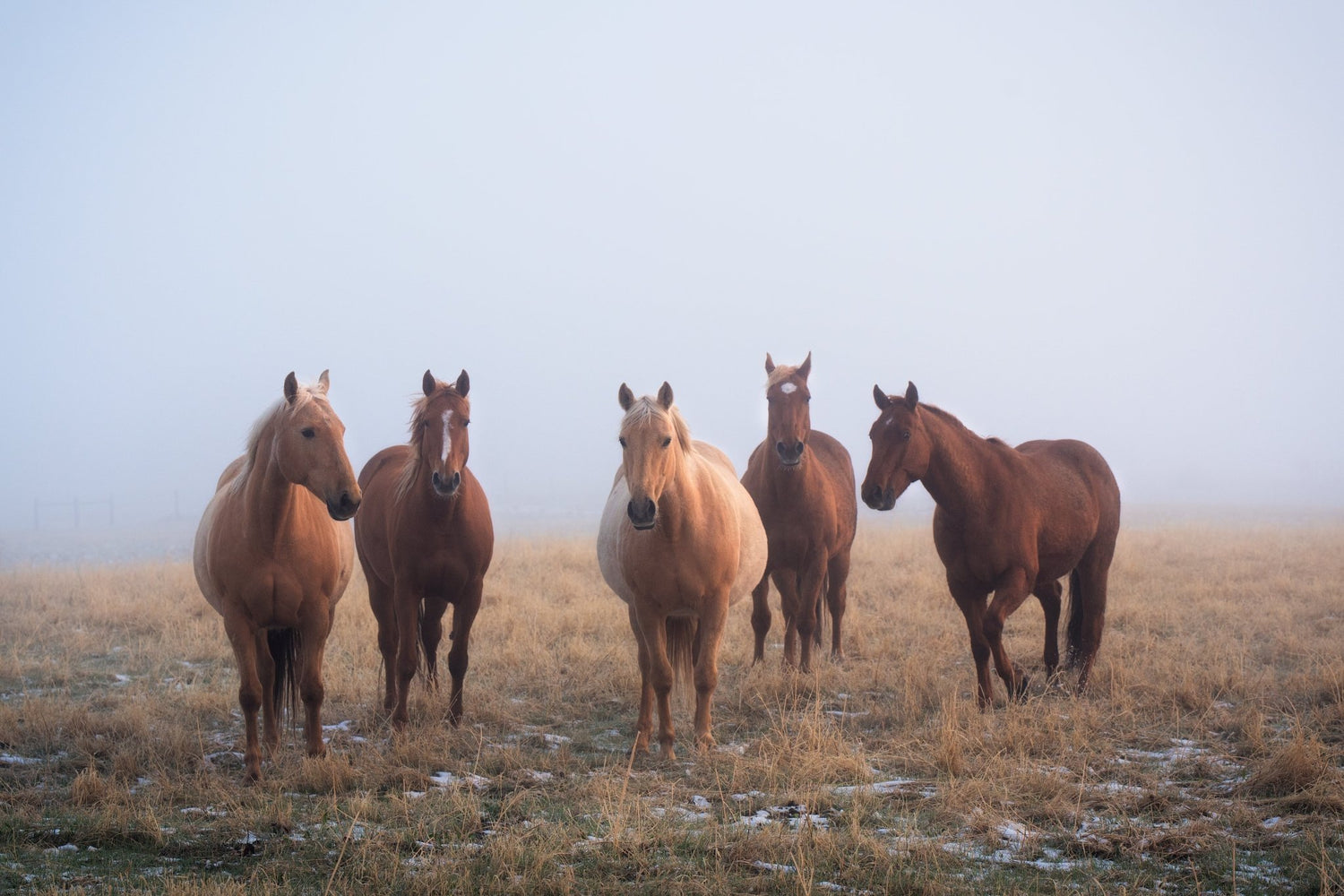 Mystic Herd - Open Edition - James Andrew Fine Art Landscapes