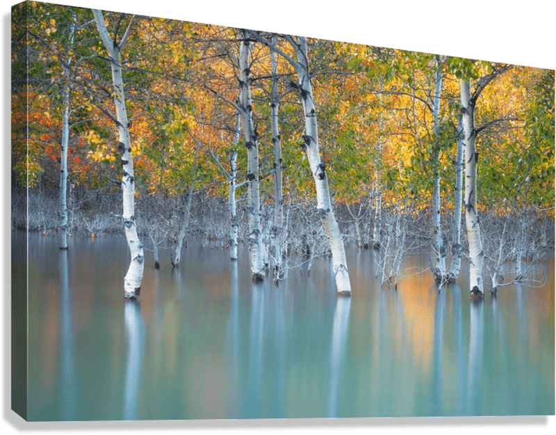 Sunken Color - James Andrew Fine Art Landscapes