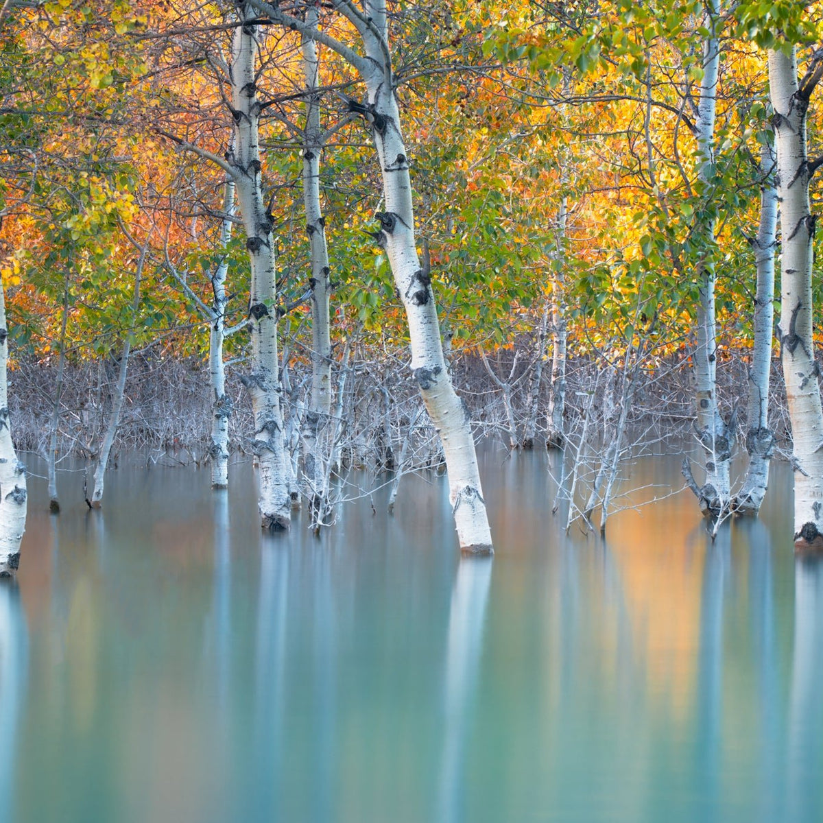 Sunken Color - James Andrew Fine Art Landscapes
