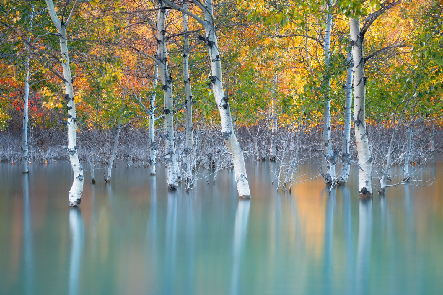 Sunken Color - Acrylic Print - James Andrew Fine Art Landscapes