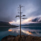 The Lone Tree - Open Edition - James Andrew Fine Art Landscapes