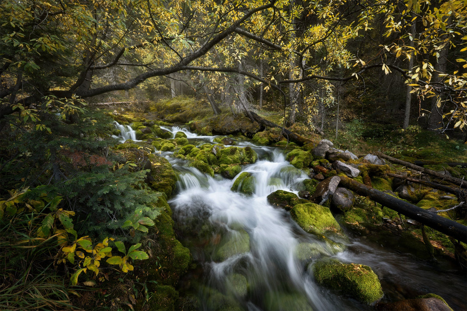 The Secret Stream - Acrylic Print - James Andrew Fine Art Landscapes