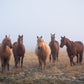 Mystic Herd - James Andrew fine art landscapes