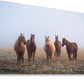 Mystic Herd - James Andrew fine art landscapes