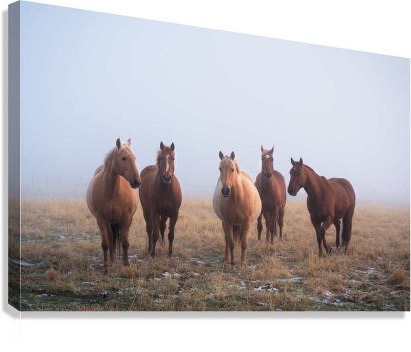 Mystic Herd - James Andrew fine art landscapes