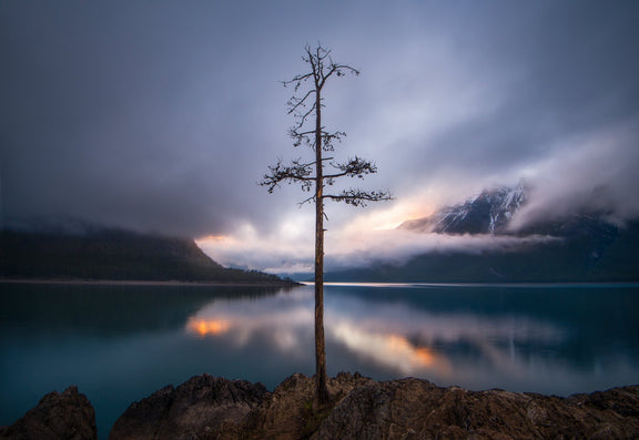 The Lone Tree - James Andrew fine art landscapes